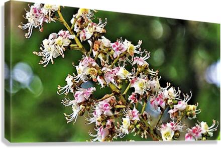 2446 Canvas Print
