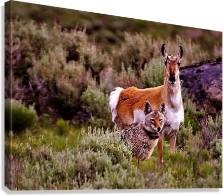 2453 Canvas Print
