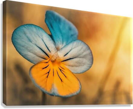2466 Canvas Print