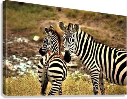 2469 Canvas Print
