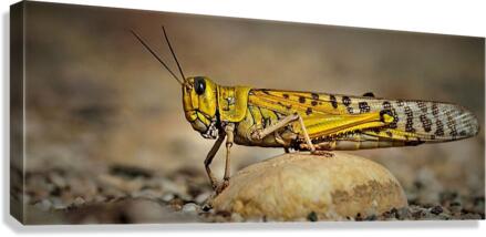 2480 Canvas Print