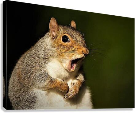 2481 Canvas Print