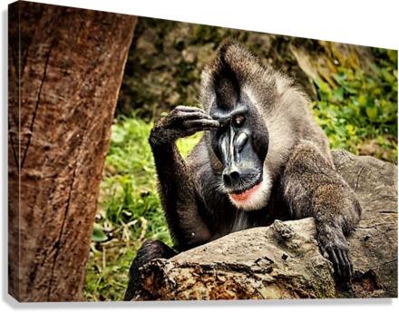 2501 Canvas Print