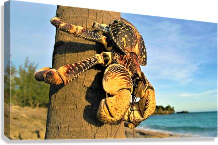 2582 Canvas Print