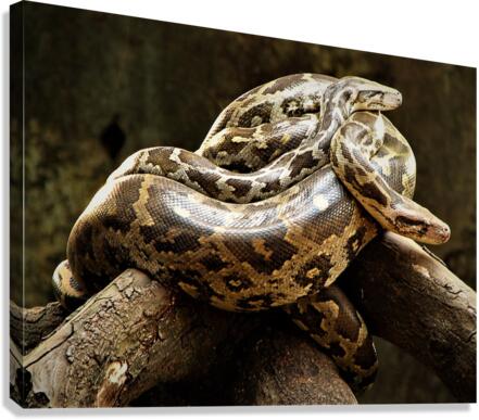 2587 Canvas Print