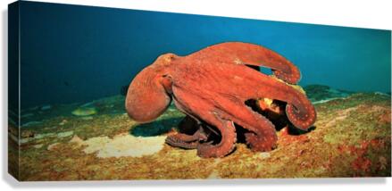2588 Canvas Print