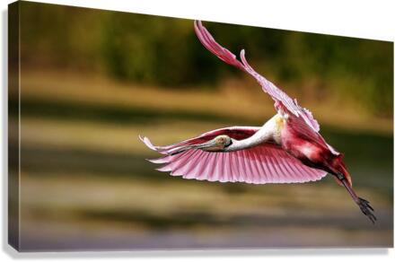 2593 Canvas Print
