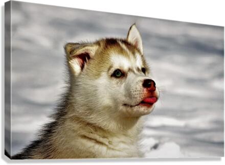 2605 Canvas Print
