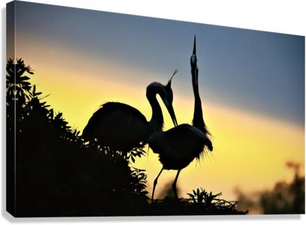 2607 Canvas Print