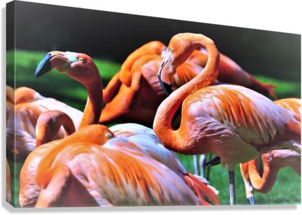 2620 Canvas Print