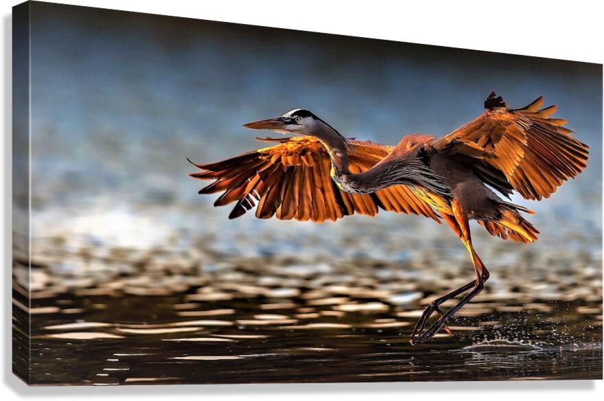2638 Canvas Print