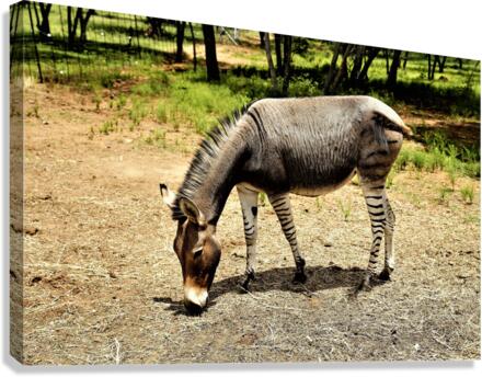 2646 Canvas Print
