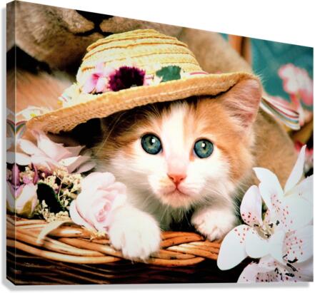 2650 Canvas Print