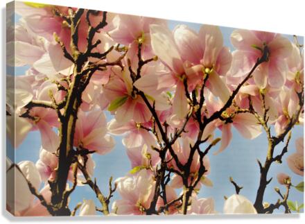 2675 Canvas Print