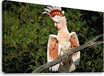 2742 Canvas Print