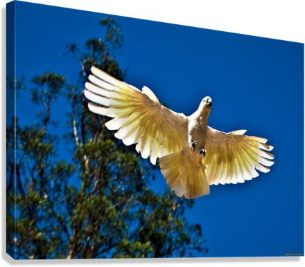 2767 Canvas Print