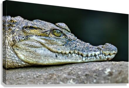 2770 Canvas Print