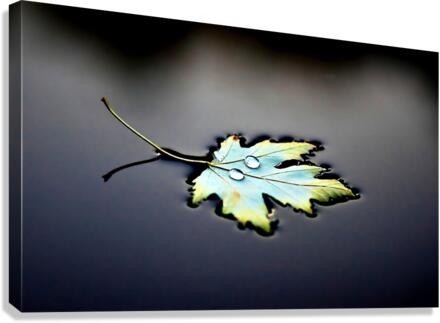 2794 Canvas Print