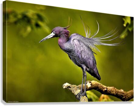 2801 Canvas Print