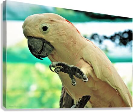 2813 Canvas Print