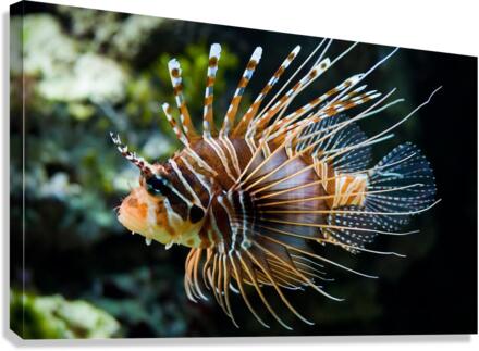 2850 Canvas Print