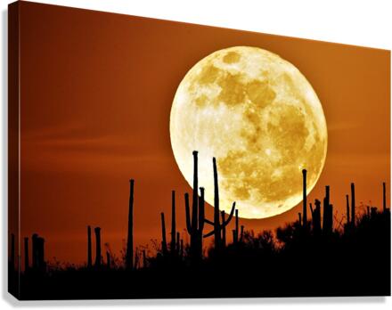 2885 Canvas Print