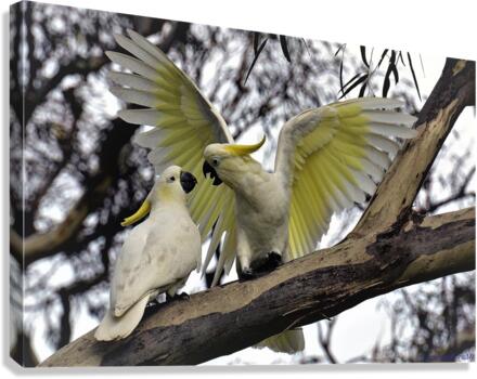 2917 Canvas Print