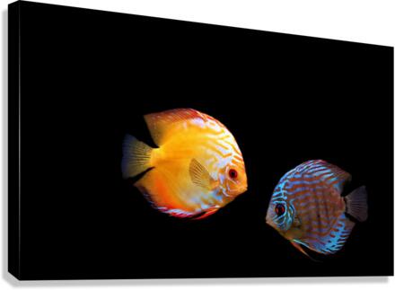 3033 Canvas Print
