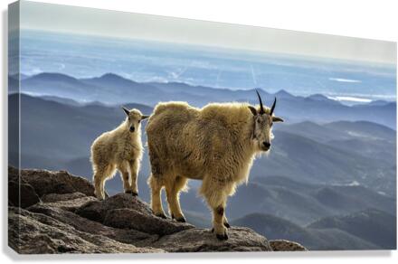 3051 Canvas Print