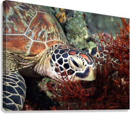 3063 Canvas Print