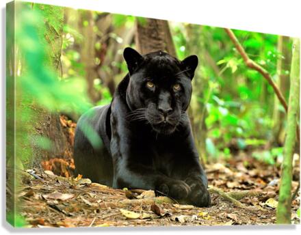 3073 Canvas Print