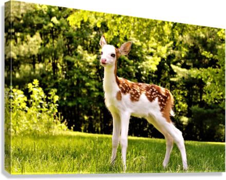 3157 Canvas Print