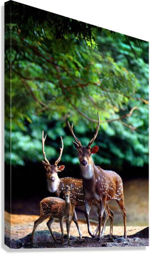 3199 Canvas Print
