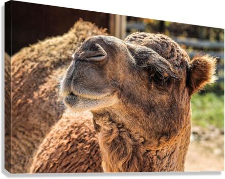 3273 Canvas Print