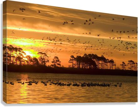 3305 Canvas Print