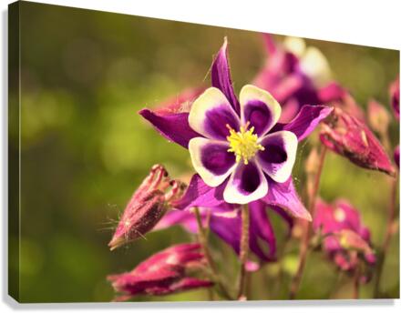 3324 Canvas Print