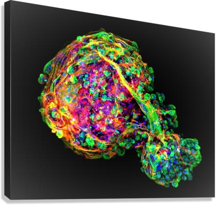 3335 Canvas Print