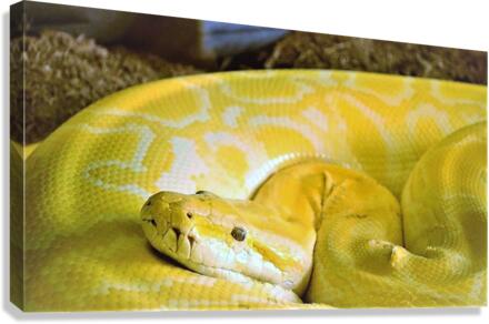 3352 Canvas Print