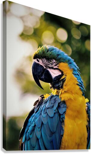 3419 Canvas Print