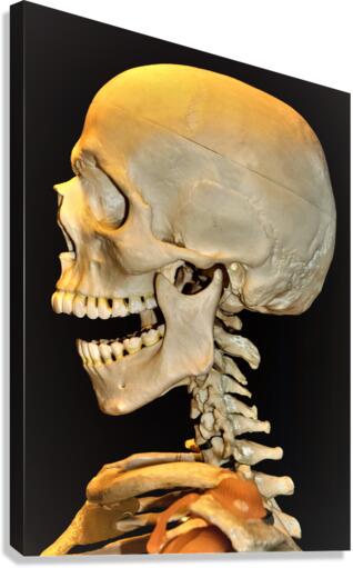 3430 Canvas Print