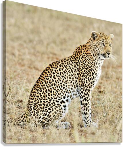 3441 Canvas Print