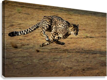3460 Canvas Print