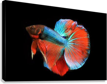3466 Canvas Print
