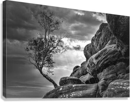 3513 Canvas Print