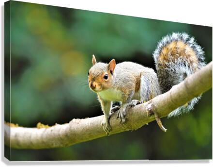 3516 Canvas Print