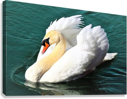 3565 Canvas Print