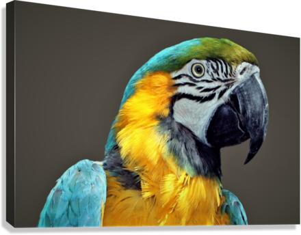 3569 Canvas Print