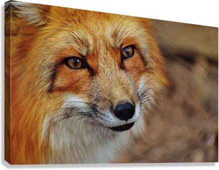 3588 Canvas Print