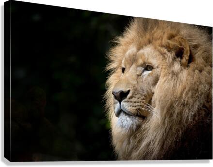 3617 Canvas Print
