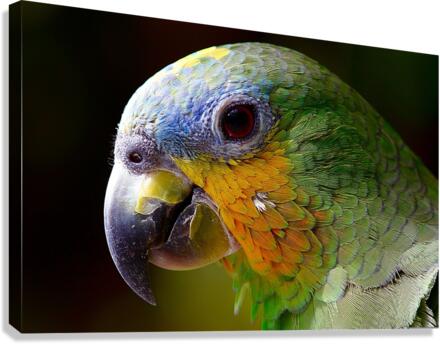 3633 Canvas Print